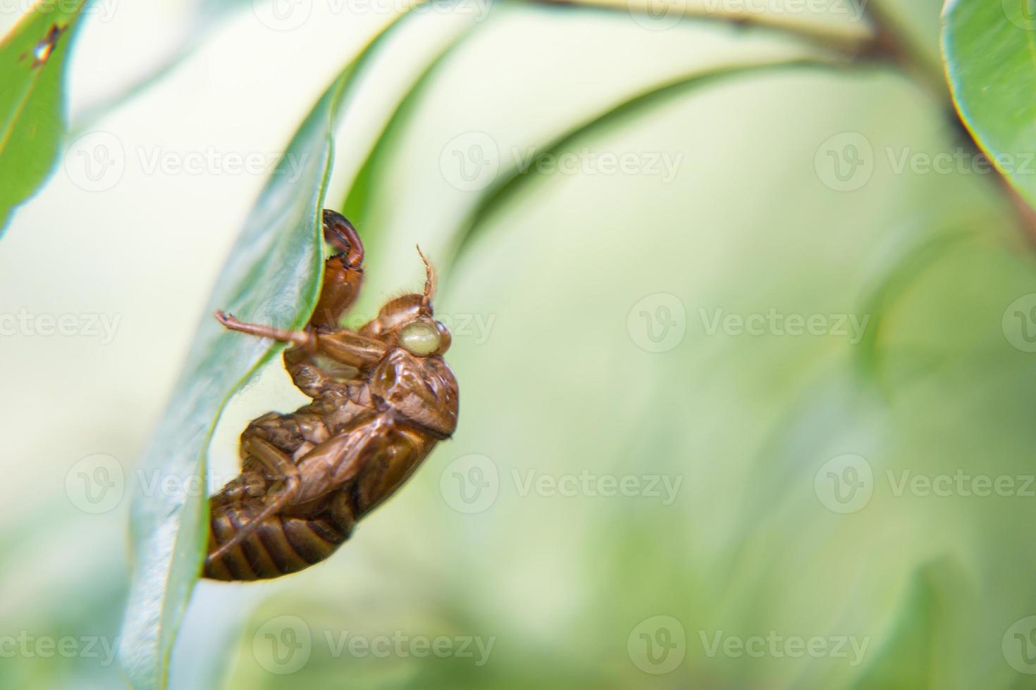 schil van cicade foto