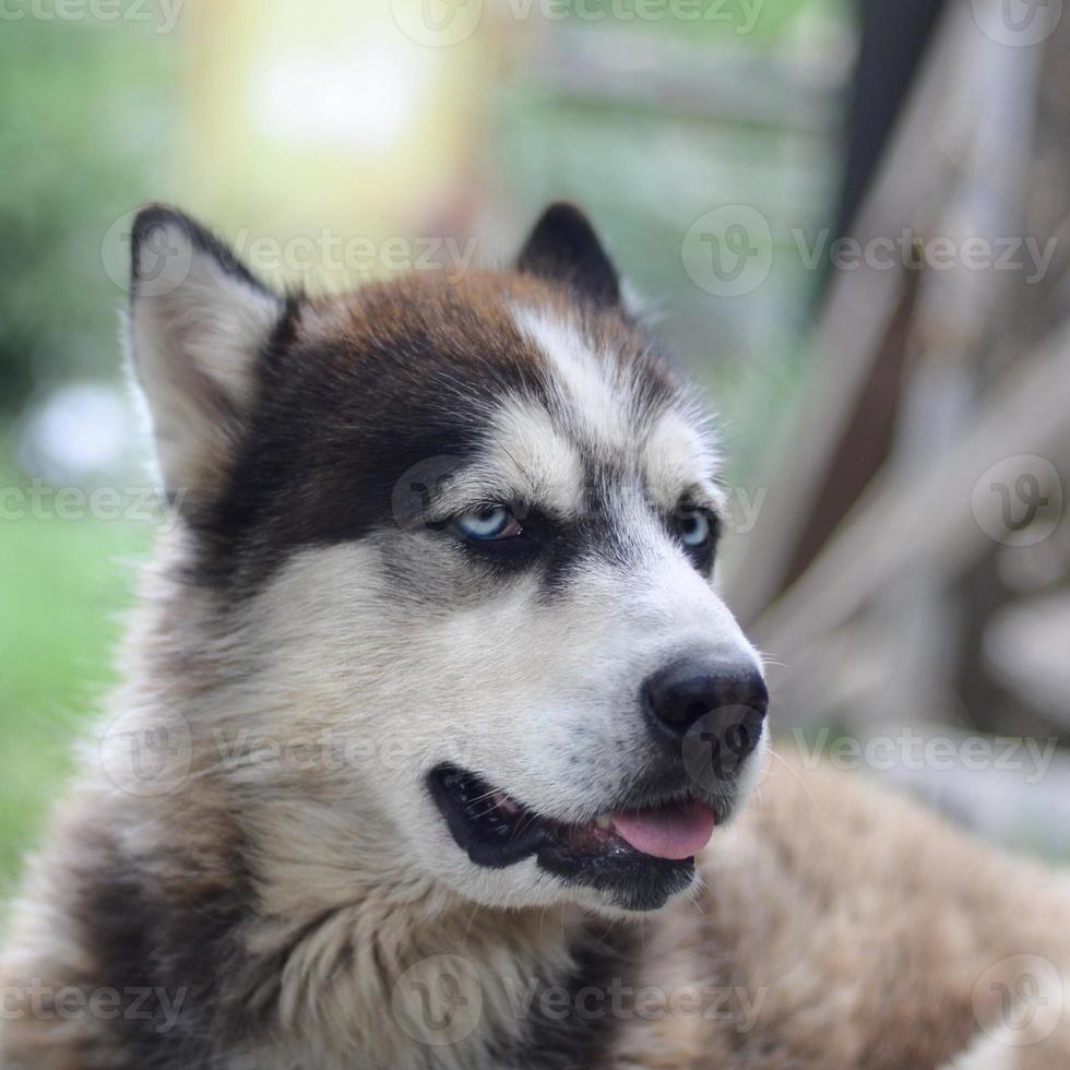 arctisch malamute met blauw ogen uiteinde van een loop portret dichtbij omhoog. deze is een redelijk groot hond inheems type foto