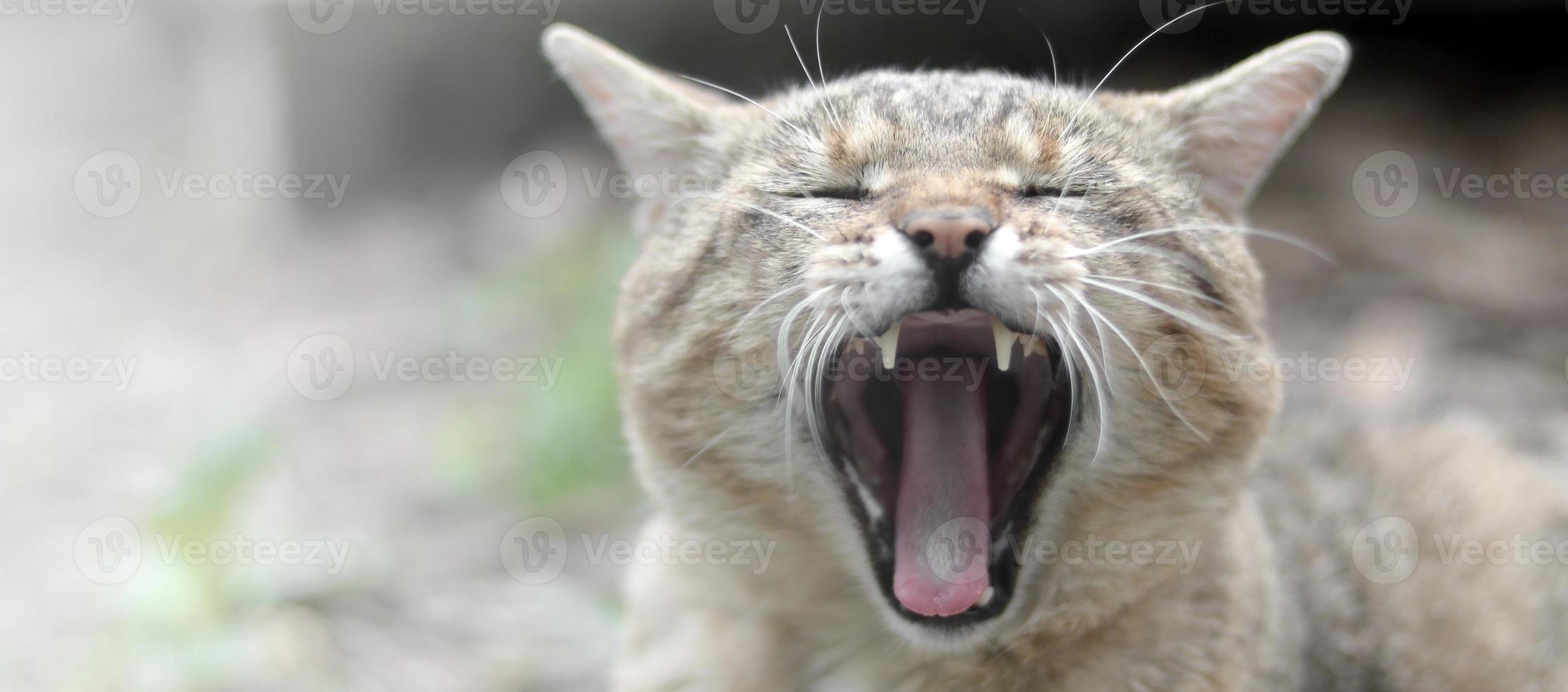 bruin gestreept huiselijk kat geeuwen Aan wazig groen werf foto