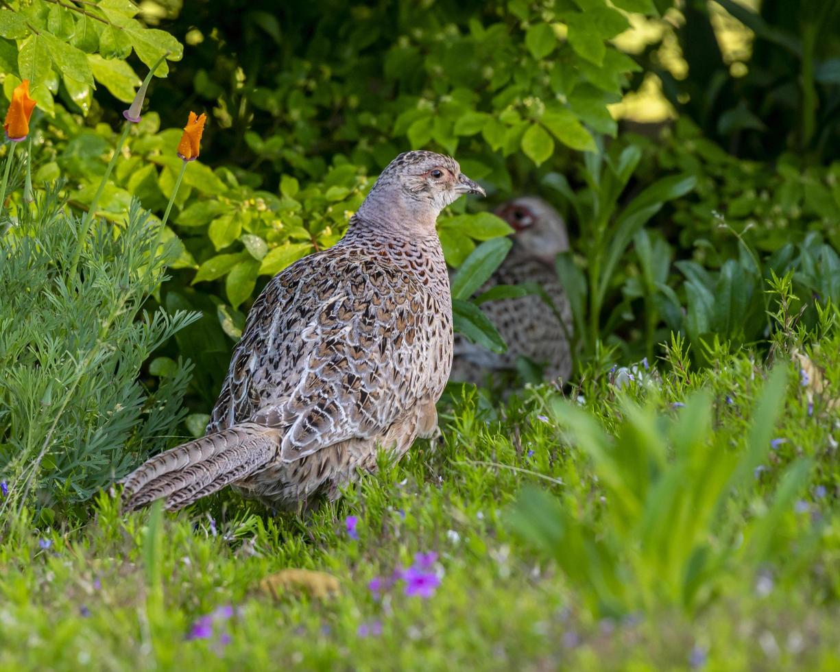 witte en zwarte vogel op groen gras foto