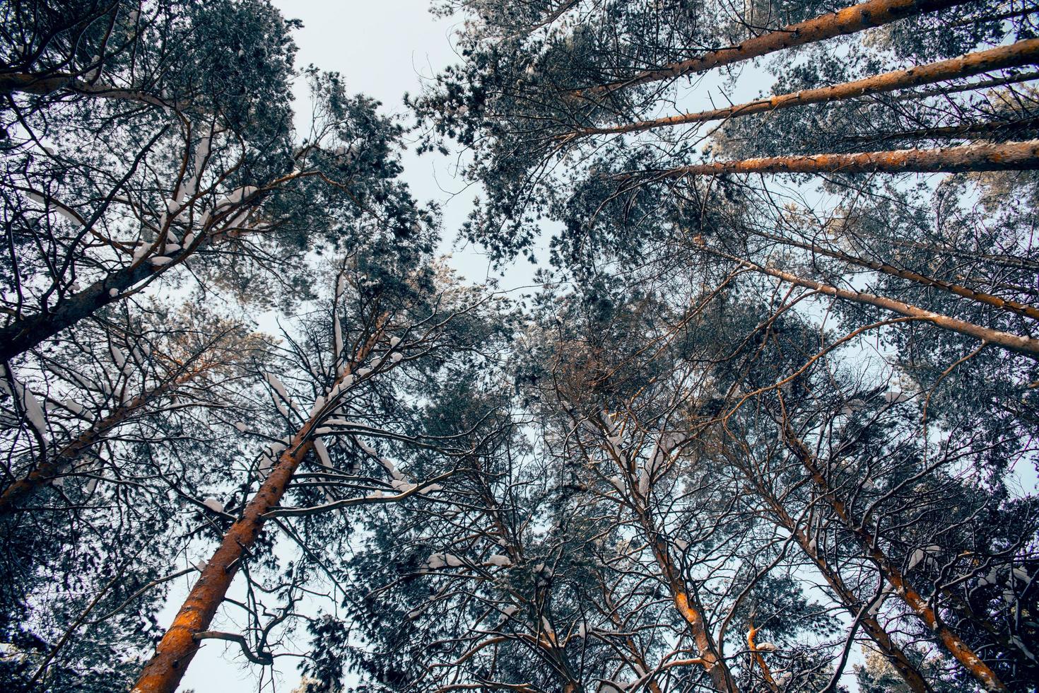 hemel door pijnbomen foto