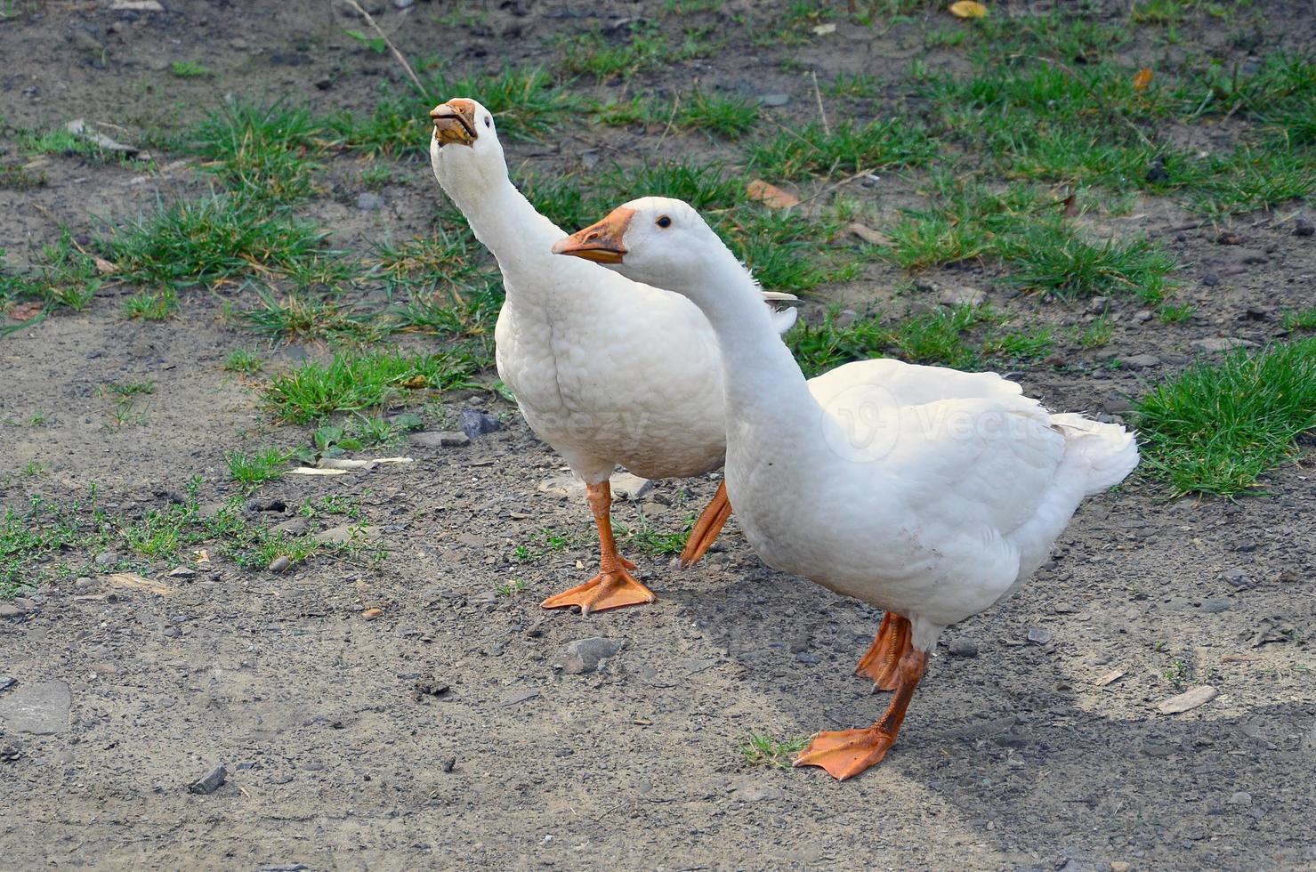 een paar- van grappig wit ganzen zijn wandelen langs de vuil met gras begroeid werf foto