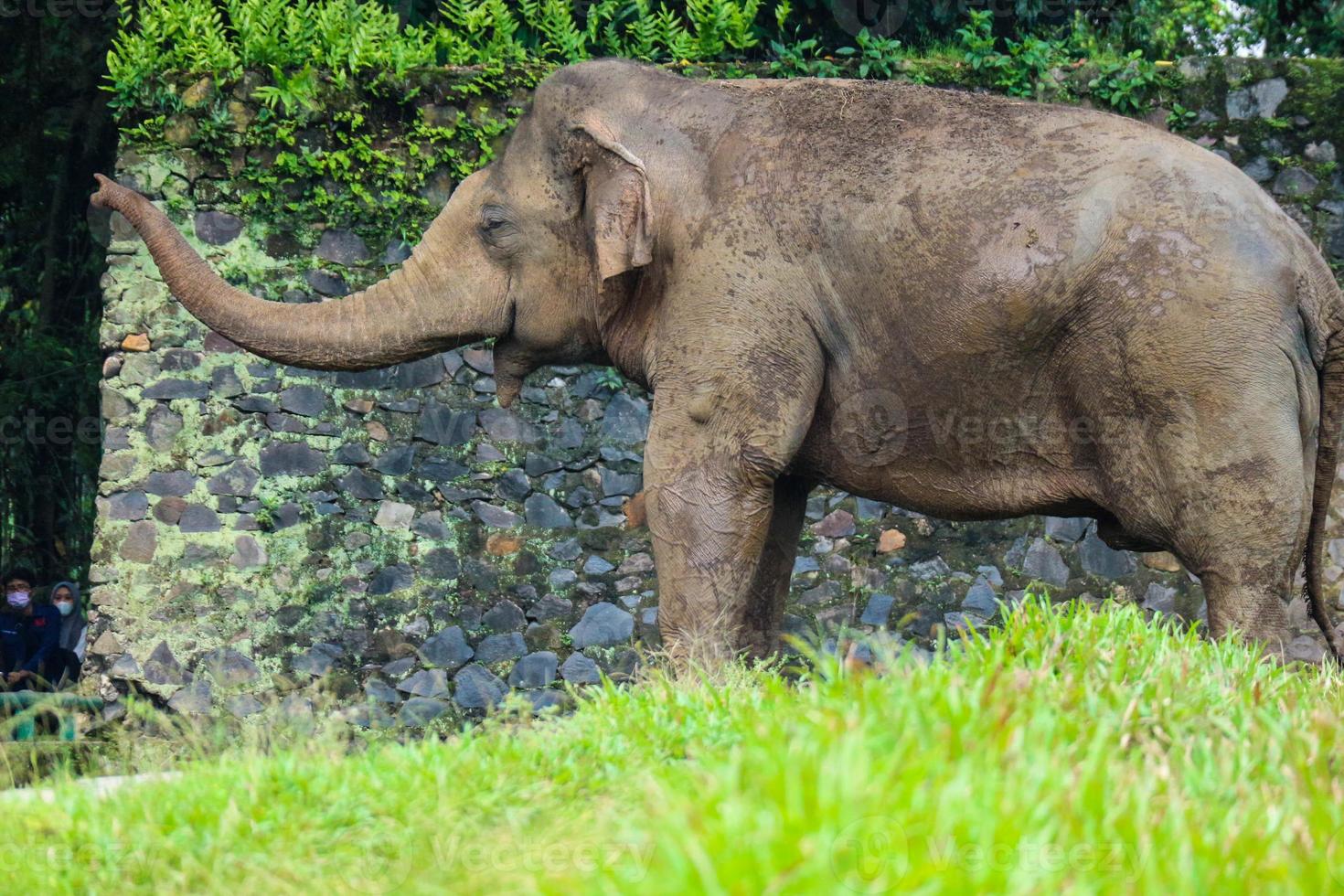 sumatran olifant olifant maximus sumatranus in de ragunan dieren in het wild park of ragunan dierentuin foto