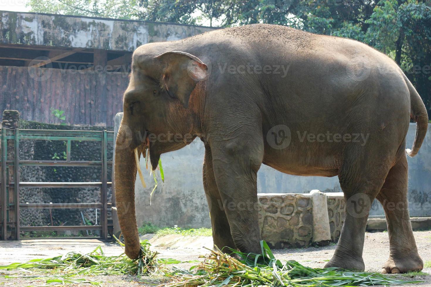 sumatran olifant olifant maximus sumatranus in de ragunan dieren in het wild park of ragunan dierentuin foto