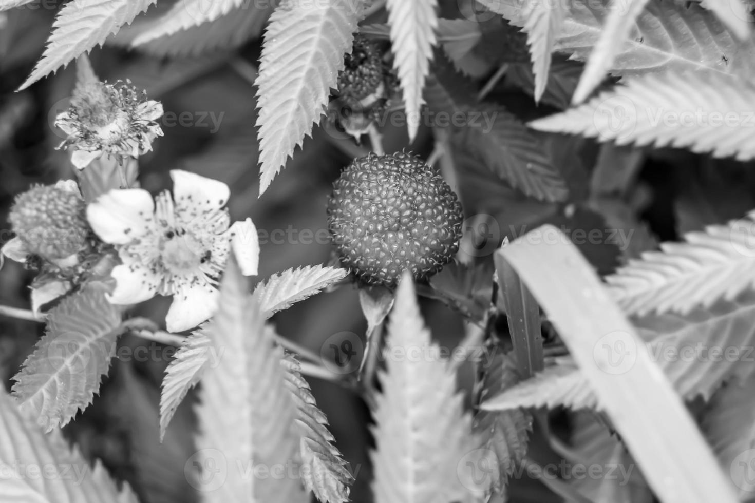 mooi BES Afdeling Japans aardbei struik foto