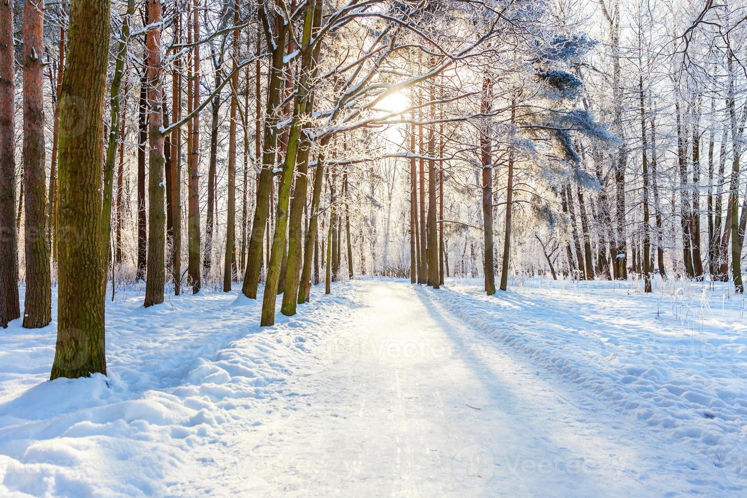 ijzig bomen in besneeuwd Woud, verkoudheid weer in zonnig ochtend. rustig winter natuur in zonlicht. inspirerend natuurlijk winter tuin of park. vredig koel ecologie natuur landschap achtergrond. foto