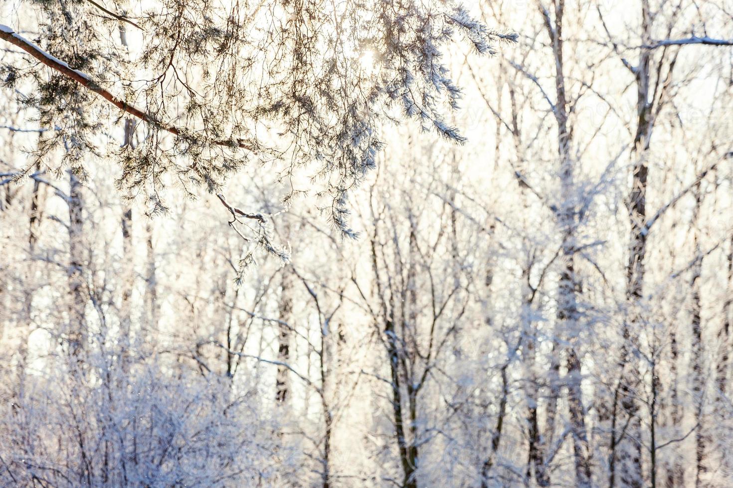 ijzig bomen in besneeuwd Woud, verkoudheid weer in zonnig ochtend. rustig winter natuur in zonlicht. inspirerend natuurlijk winter tuin of park. vredig koel ecologie natuur landschap achtergrond. foto