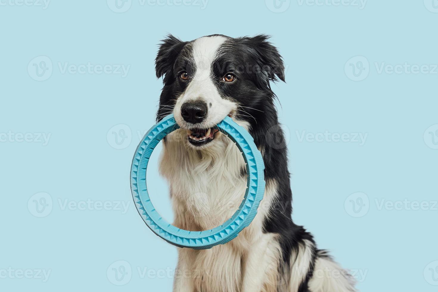 huisdier werkzaamheid, grappig puppy hond grens collie Holding blauw trekker ring speelgoed- in mond geïsoleerd Aan blauw achtergrond. rasecht huisdier hond wil naar spelen met baasje. liefde voor huisdieren vriendschap metgezel concept foto