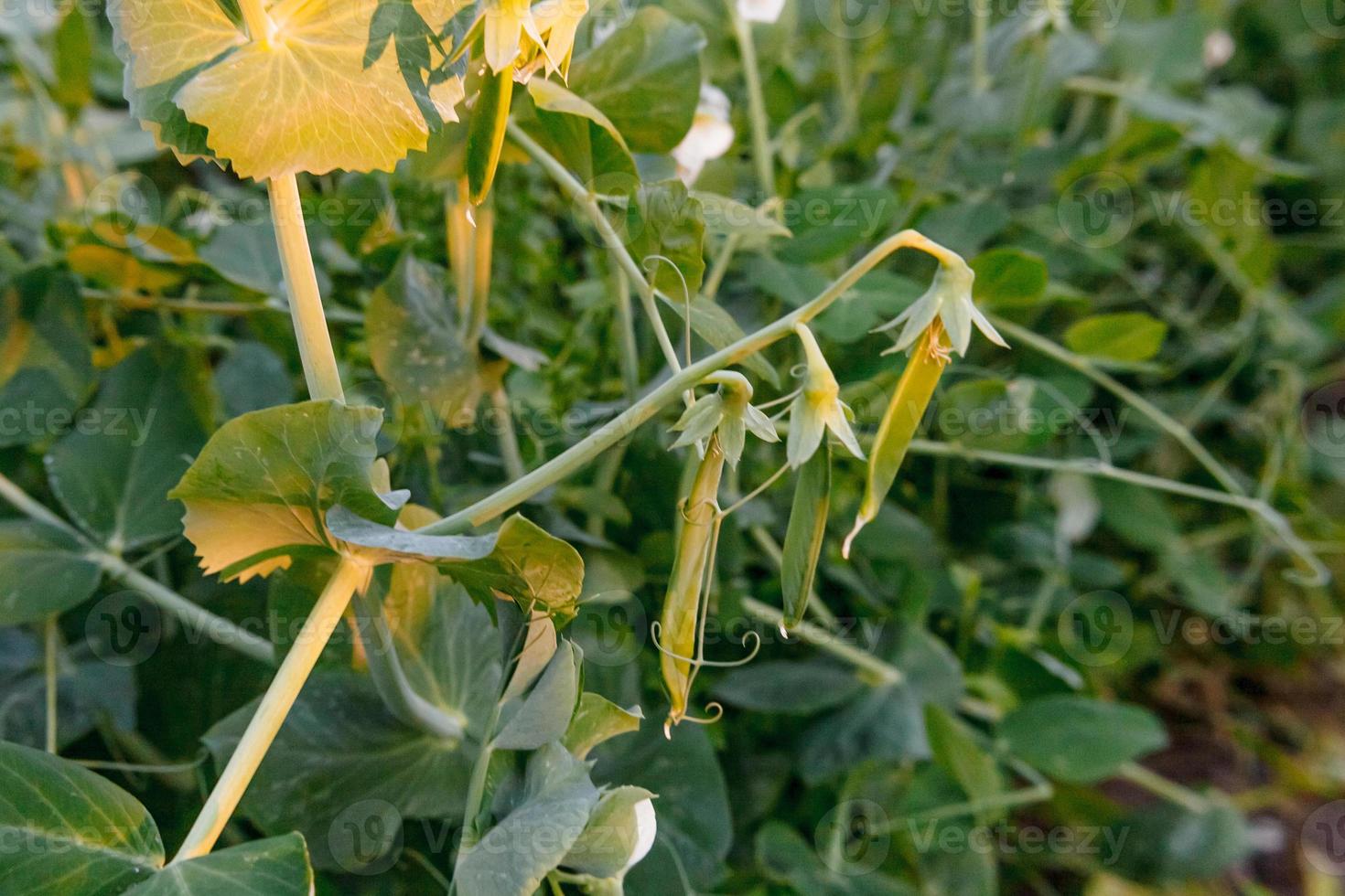 tuinieren en landbouw concept. perfecte groene verse rijpe biologische erwten klaar om te oogsten op tak in de tuin. veganistische vegetarische zelfgekweekte voedselproductie. lokale tuin produceert schone peulen. foto