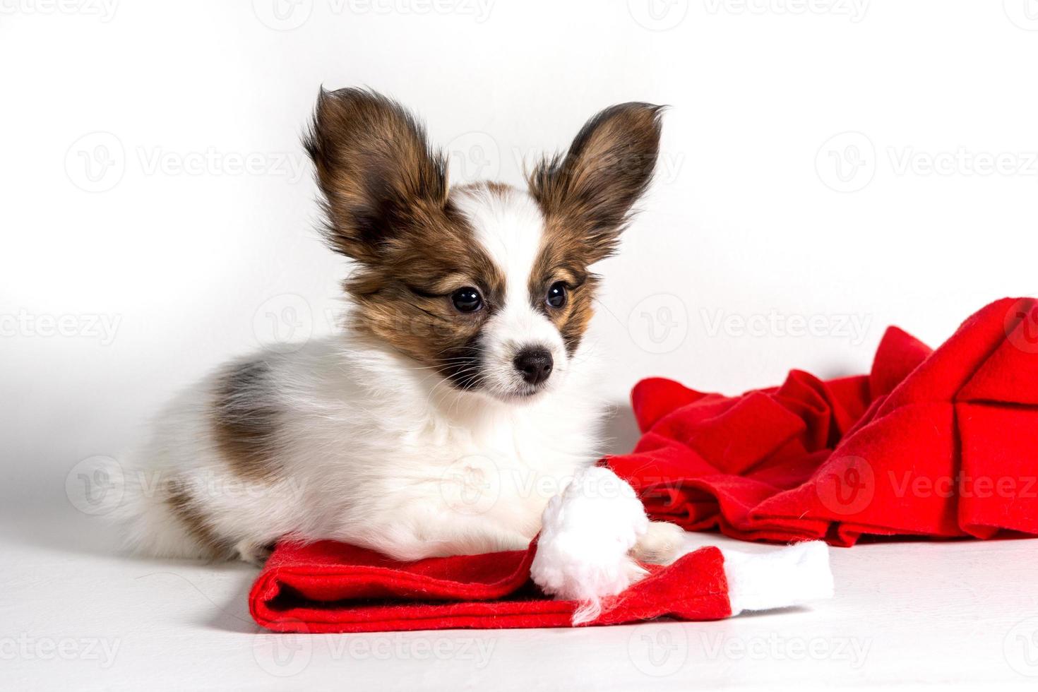 een papillon puppy in een rood sjaal en Kerstmis hoed staat Aan een licht achtergrond foto