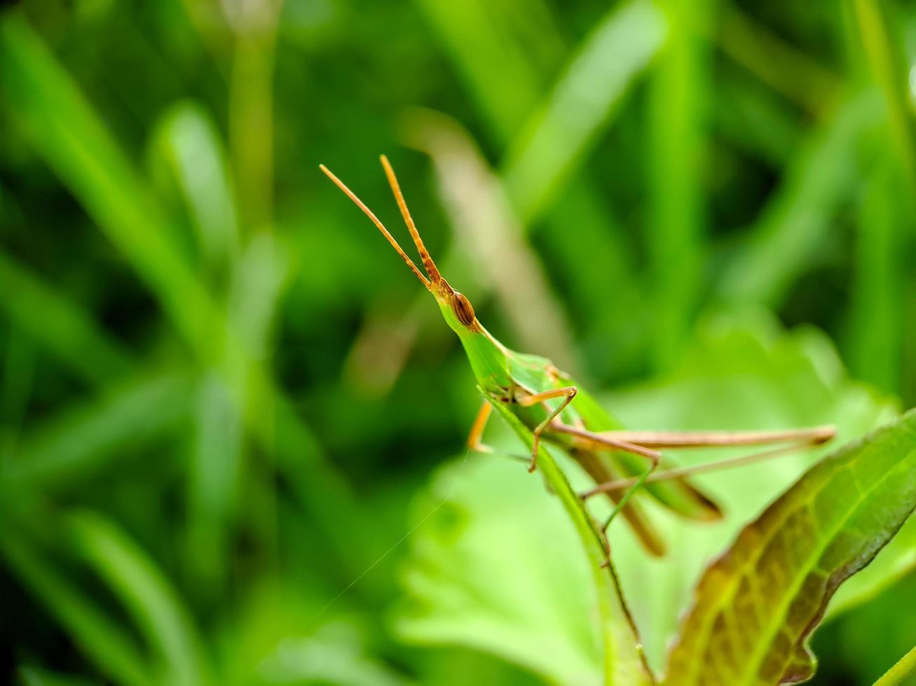 een groen sprinkhaan Aan een groen blad groen achtergrond vervagen foto