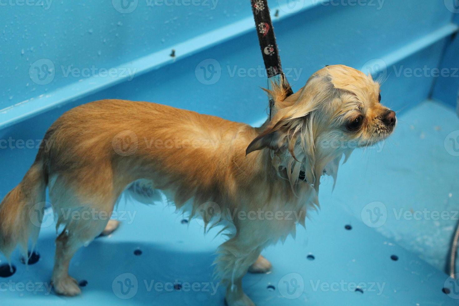 grappig chihuahua hond met nat vacht staand in een badkamer na het baden en het wassen in uiterlijke verzorging salon. professioneel hygiëne, welzijn, spa procedures van dieren concept. huisdier zorg idee. dichtbij omhoog foto