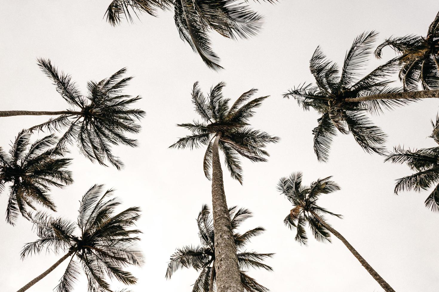 palmbomen van onderen foto