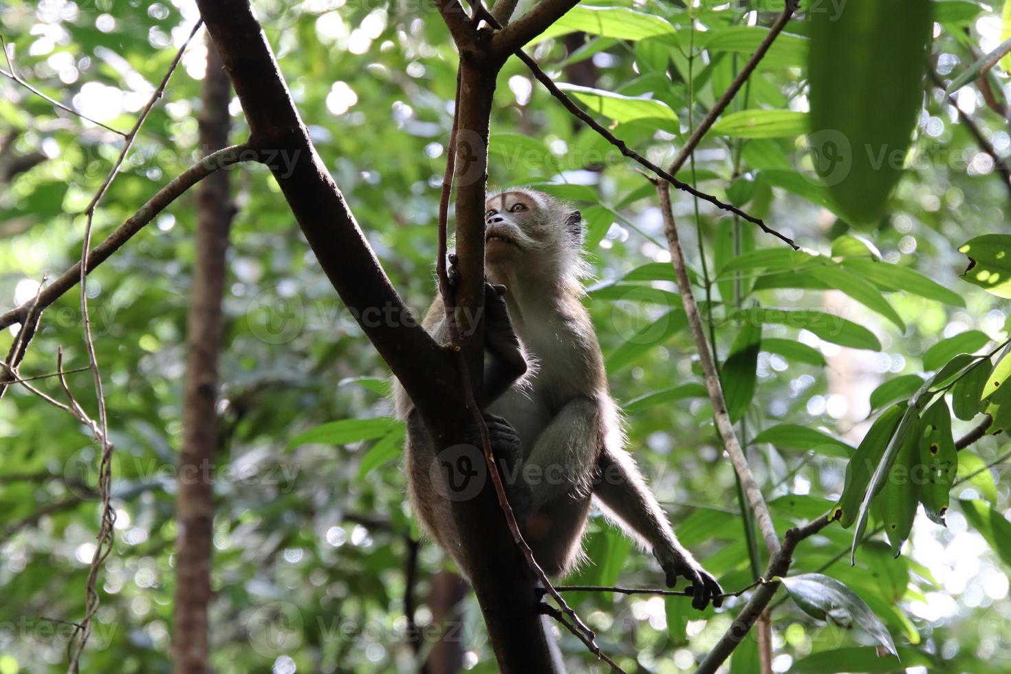 lang staart makaak Aan een boom foto