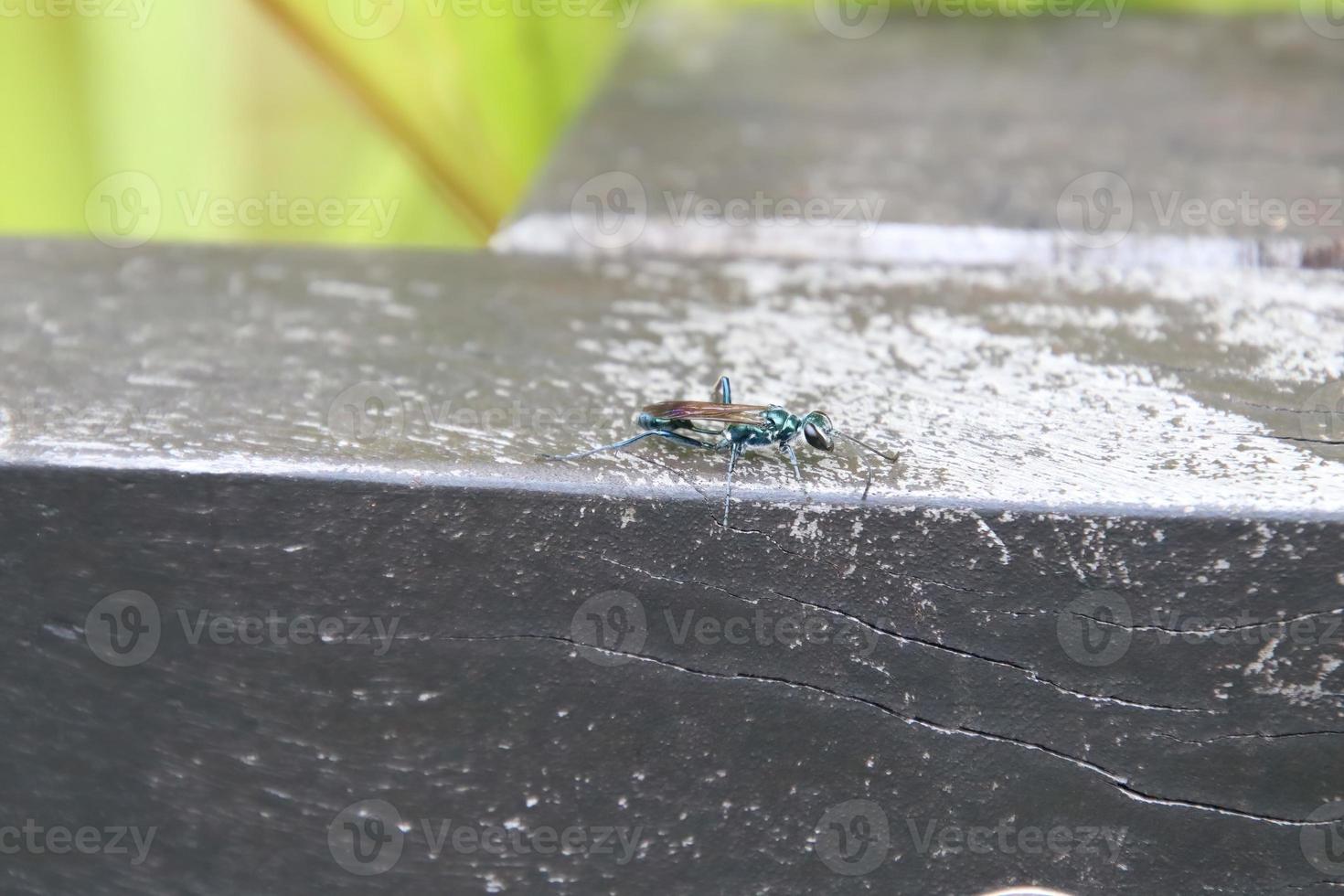 gemeenschappelijk blauw modder dauber wesp foto