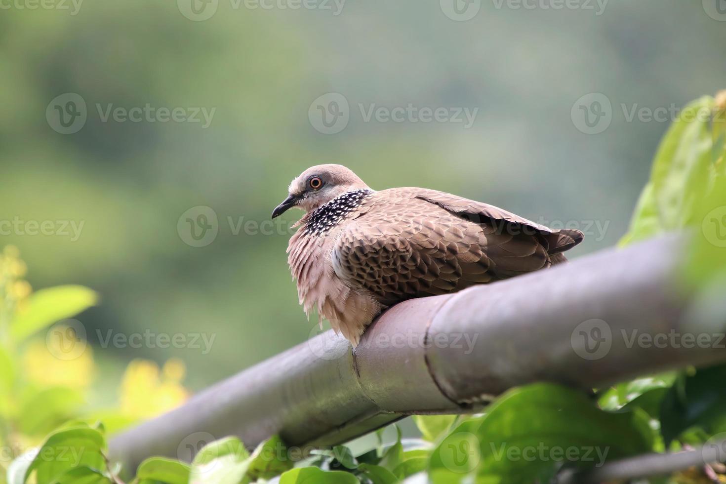 gevlekte duif Aan een tuin traliewerk foto