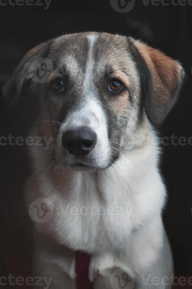 detailopname hond portret. nieuwsgierig op zoek omhoog geïsoleerd Aan zwart achtergrond foto