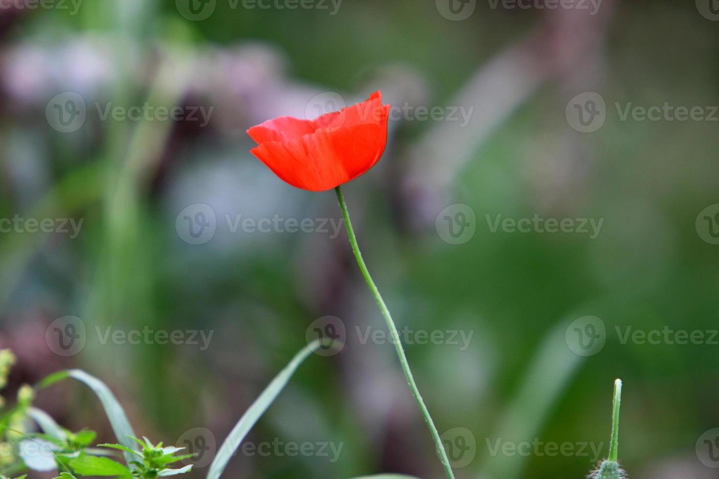 helder anemoon bloemen bloeide in een Woud opruimen. foto