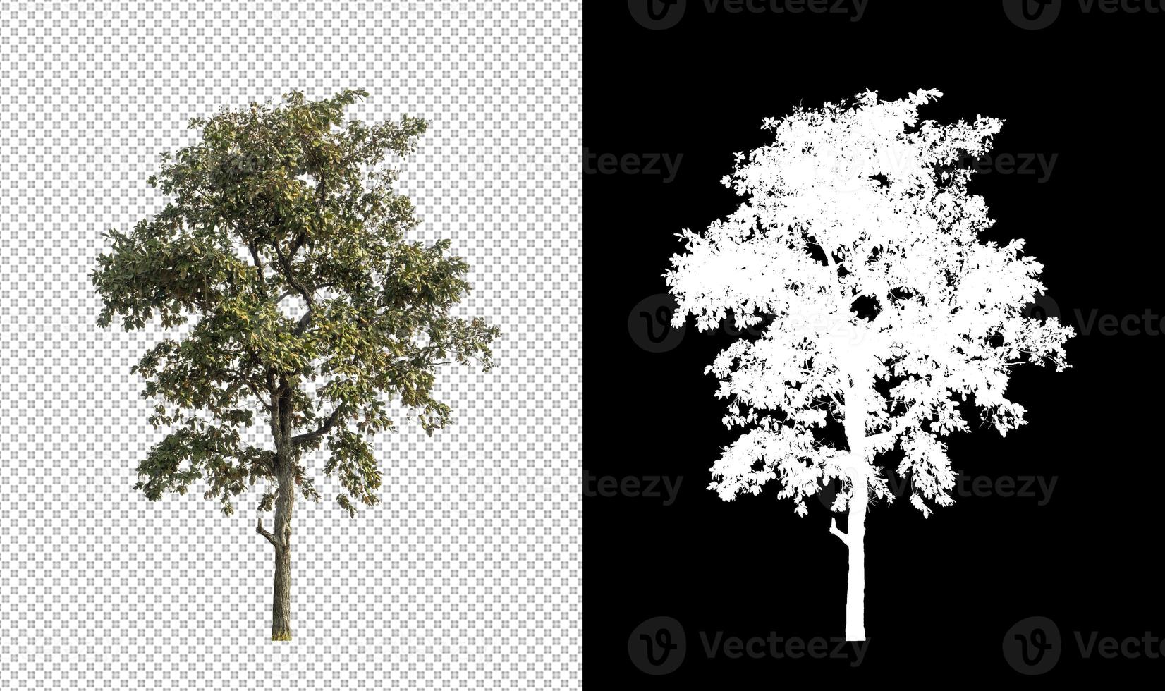 geïsoleerd boom Aan transparant achtergrond met besnoeiing pad en alpha kanaal. foto