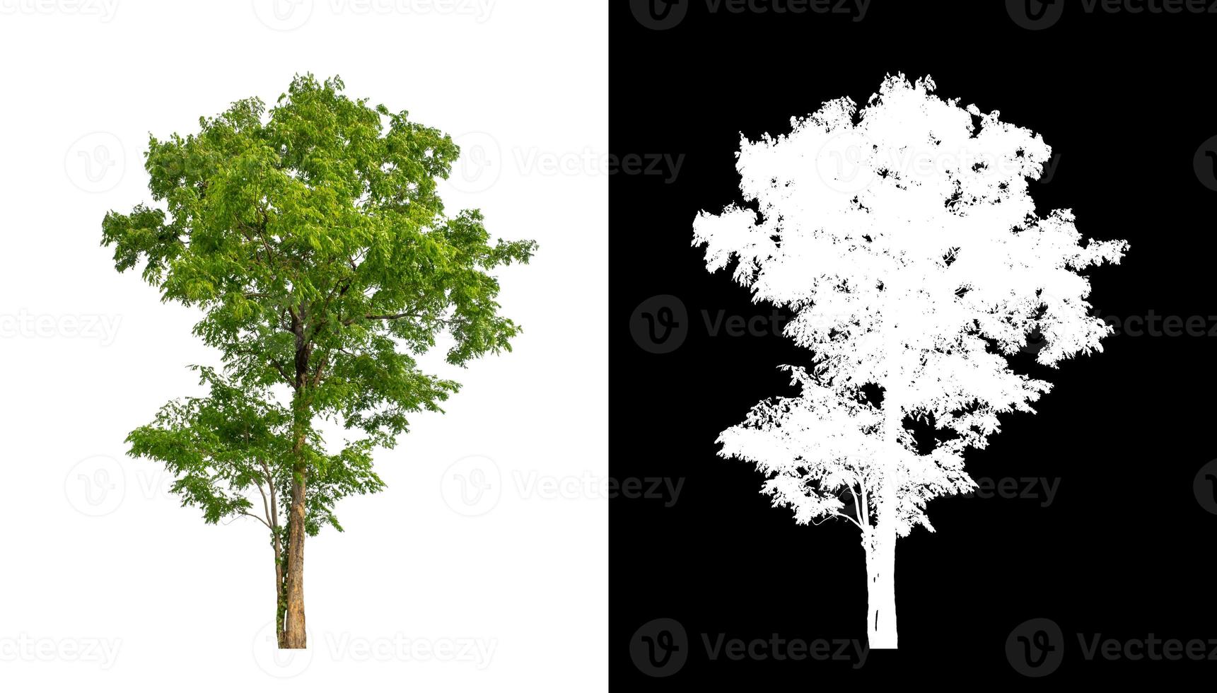 single boom met knipsel pad en alpha kanaal Aan zwart achtergrond foto