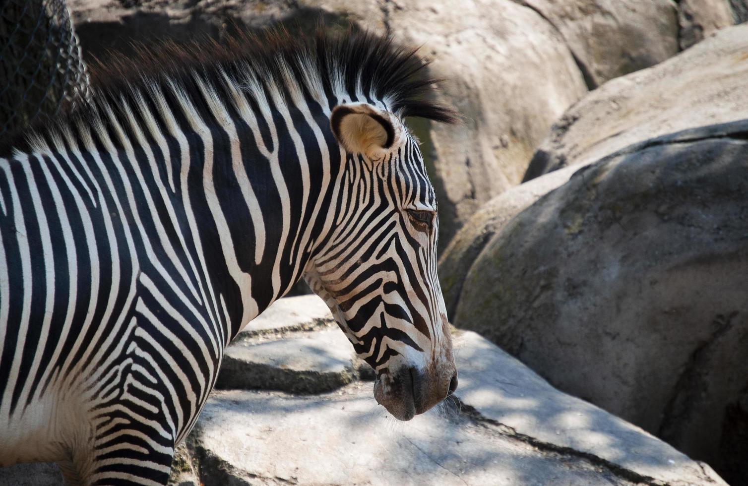 dichtbij omhoog van zebra in dierentuin foto