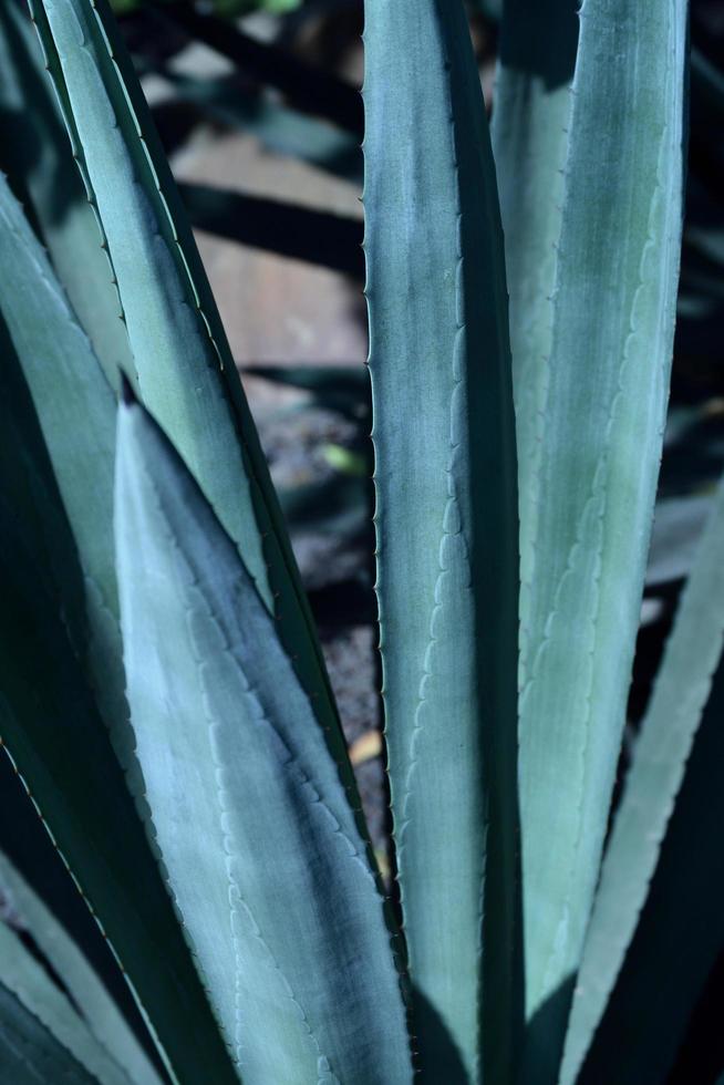 blauw agave fabriek foto