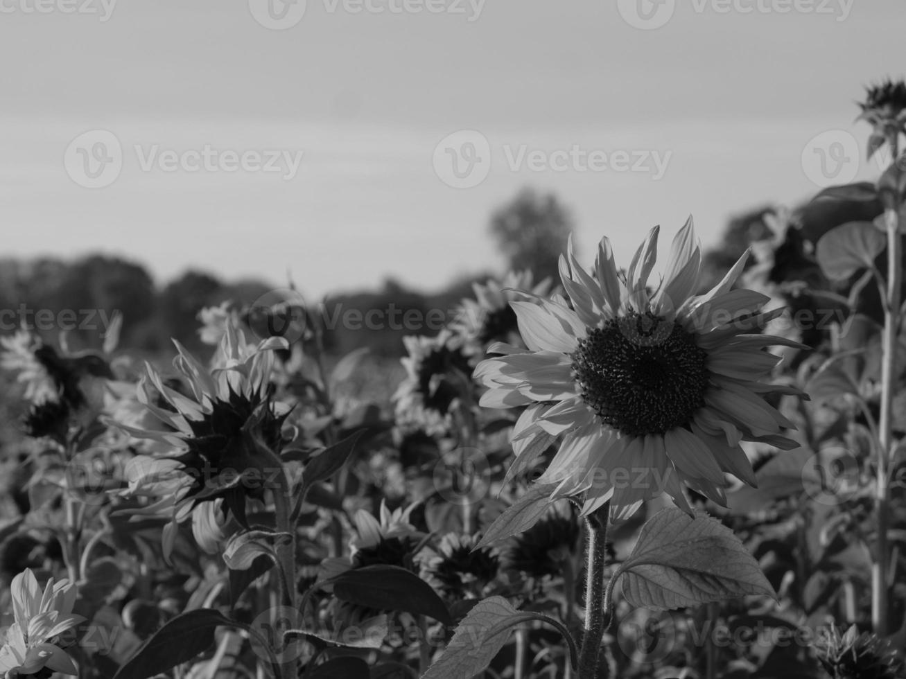 zonnebloemen in Westfalen foto