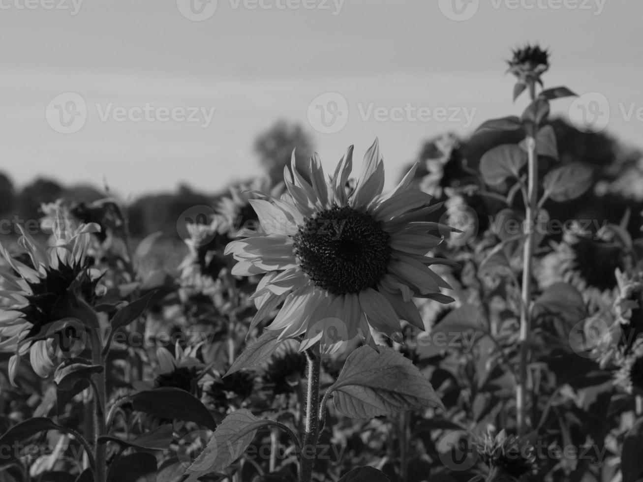 zonnebloemen in Westfalen foto