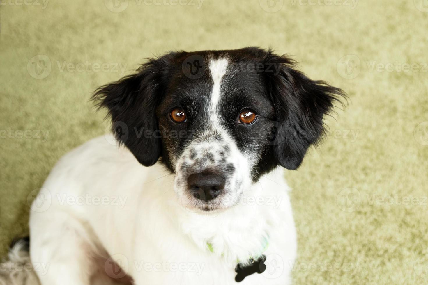 portret van mooi zwart en wit langharig hond Aan een groen achtergrond. foto