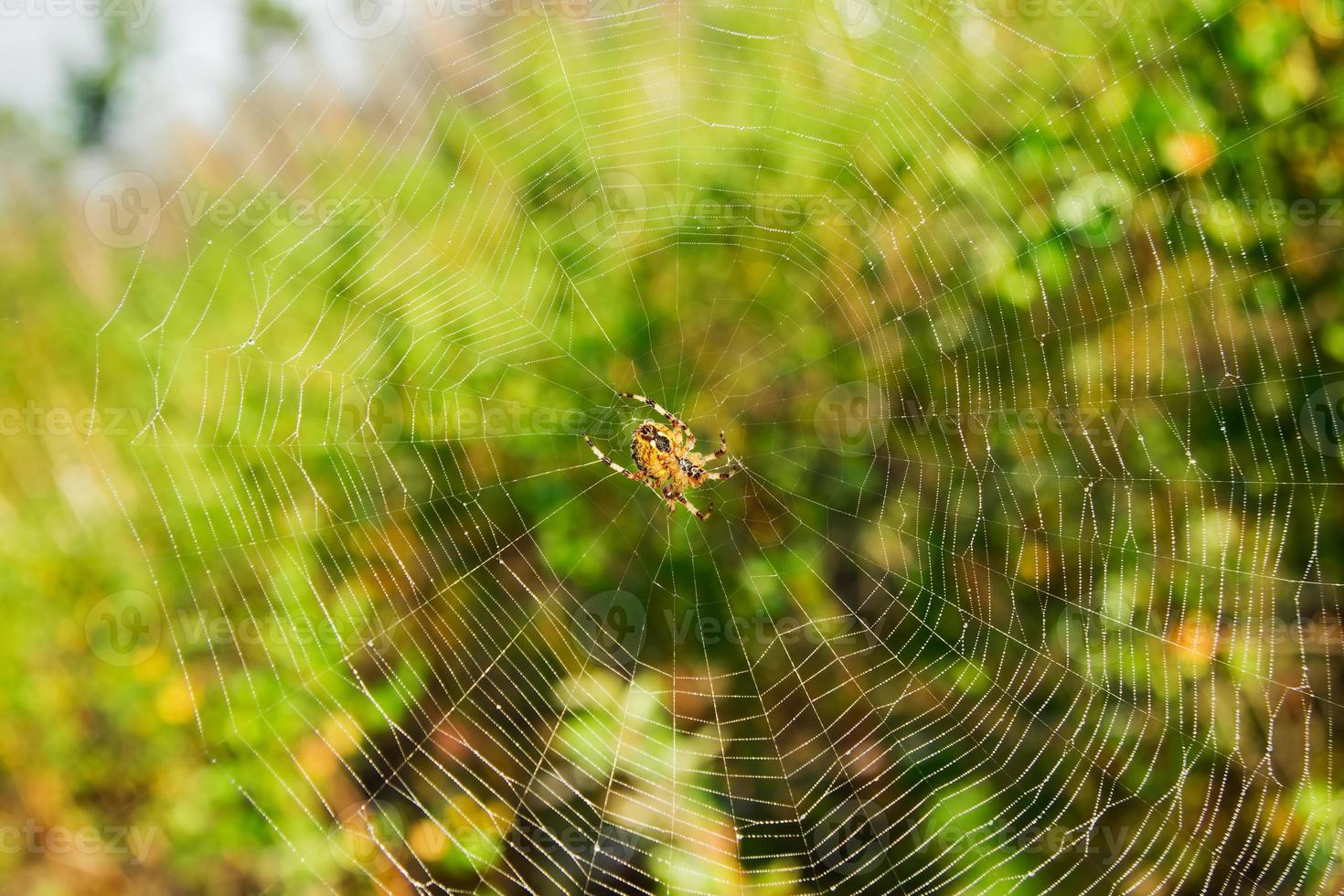 de web met oranje spin in de centrum Aan een wazig groen achtergrond. foto