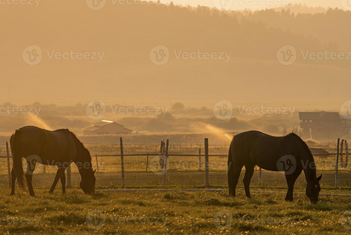 paarden begrazing Aan grasland in boerderij tegen berg reeks gedurende zonsondergang foto