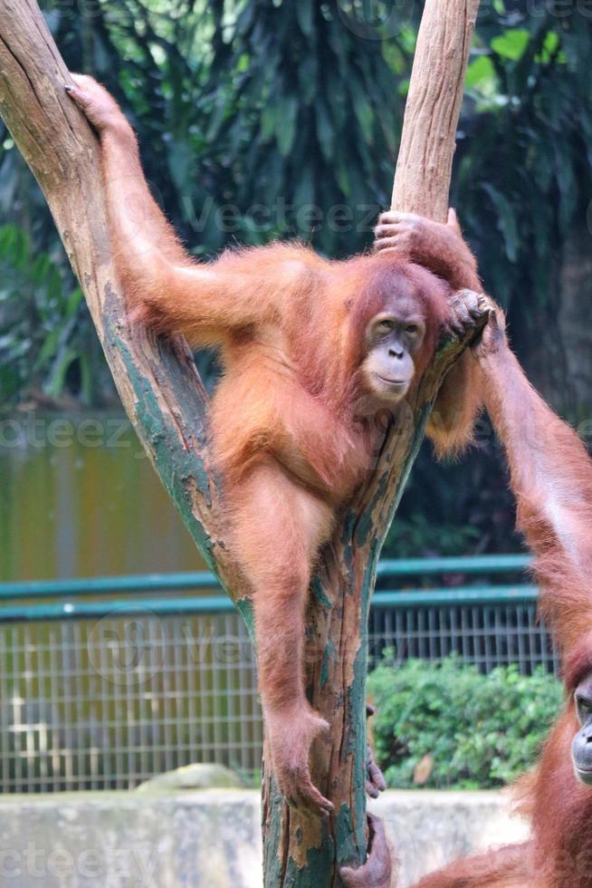 deze is een foto van een sumatran orangoetan Bij ragunan dierentuin.