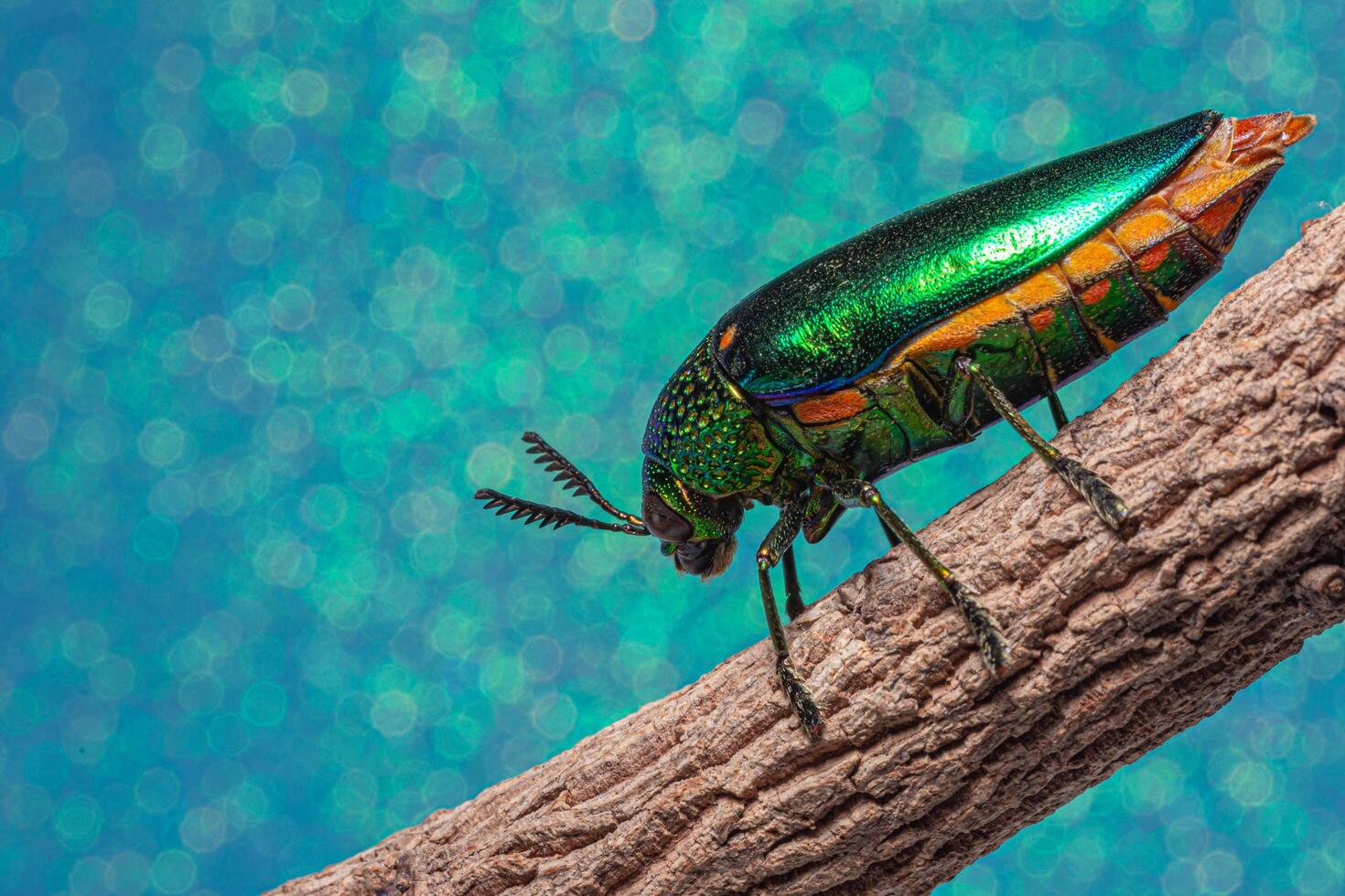 buprestidae insect op blauwe achtergrond foto