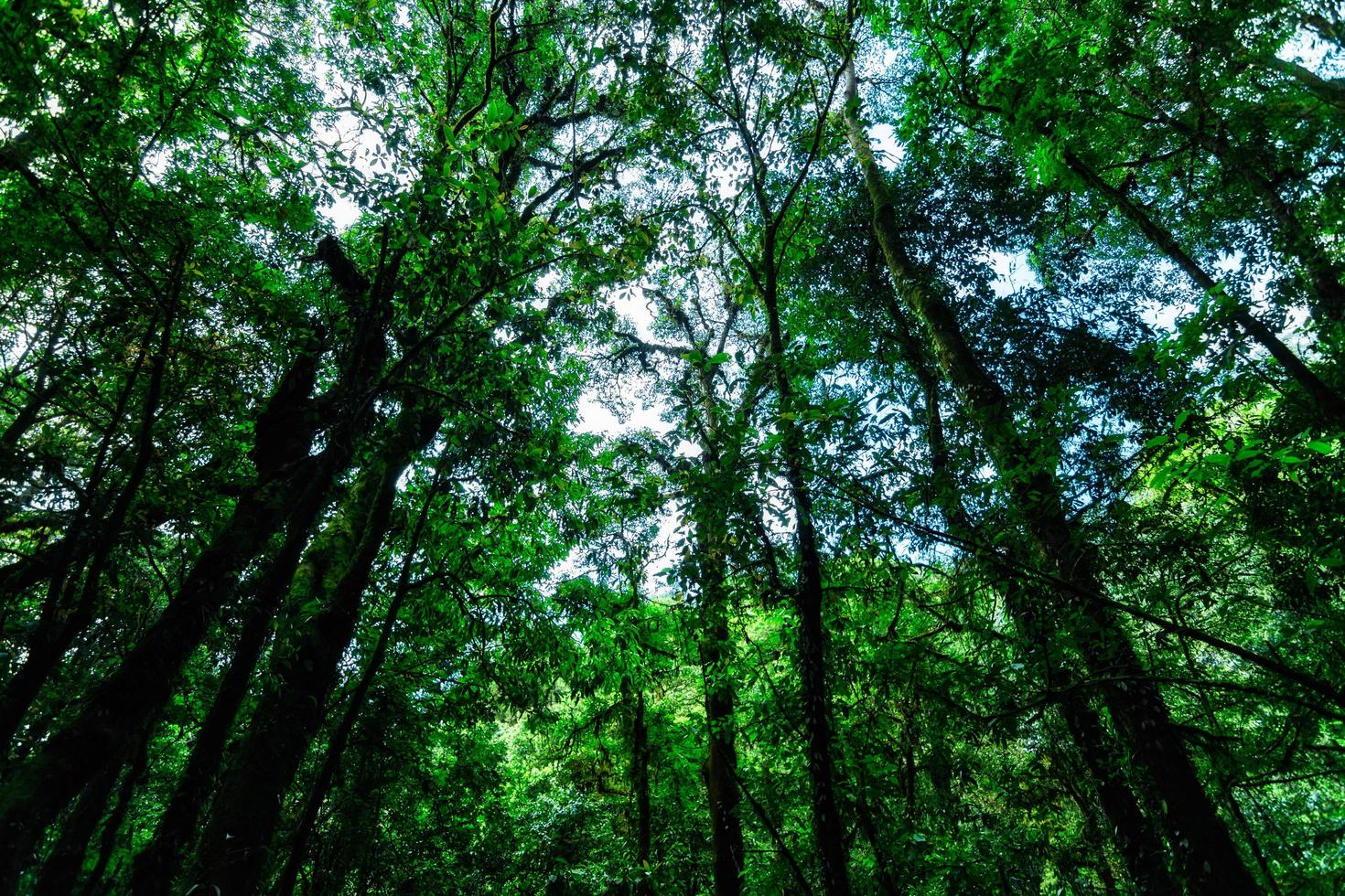 bomen in het bos foto