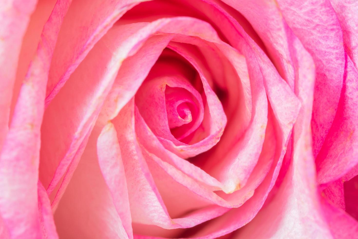roze roos, macro bloem achtergrond foto
