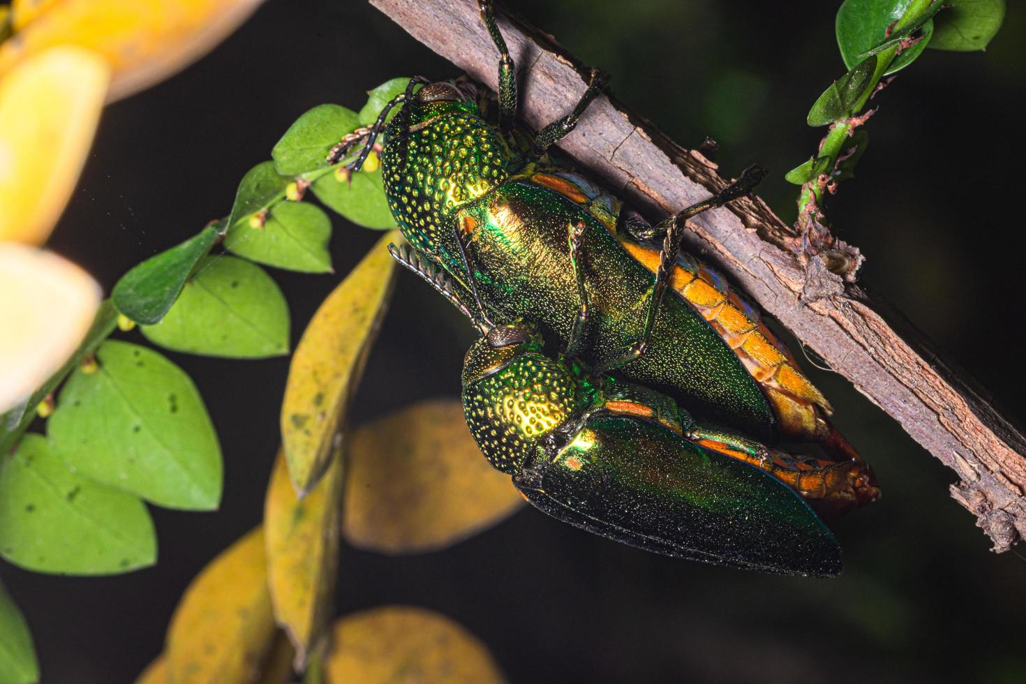 buprestidae insecten op natuurlijke achtergrond foto