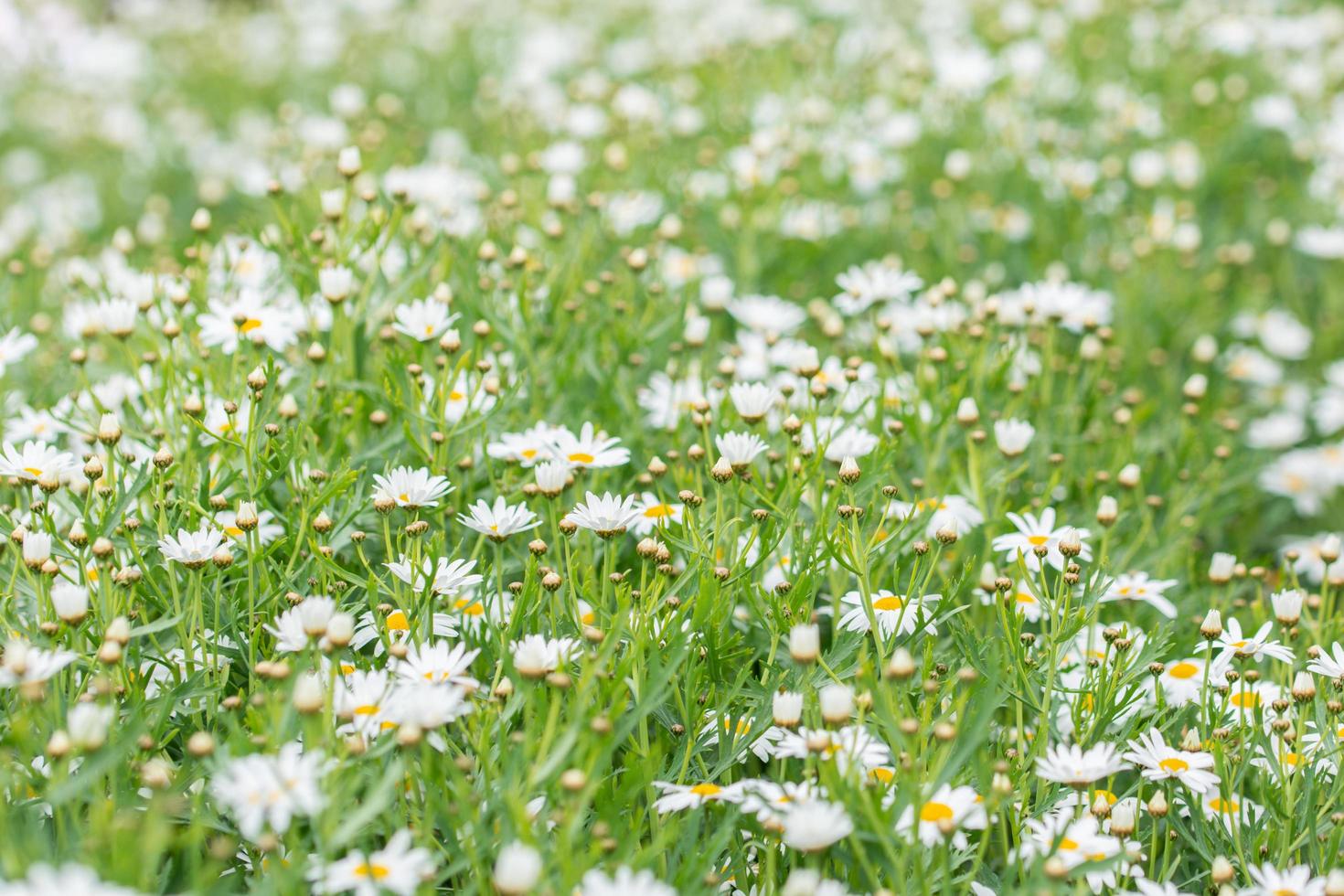 bloemenveld in de zomer foto