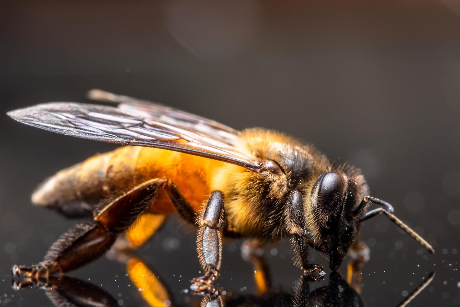 bij op de spiegel foto