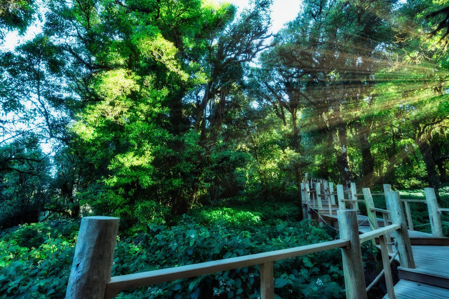 bomen in het bos foto