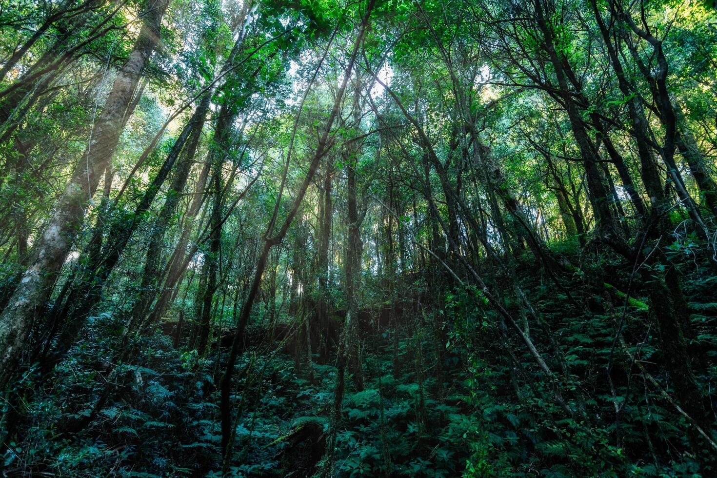 bomen in het bos foto