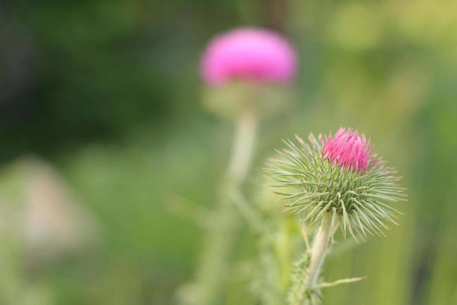 close-up van een mooie roze bloem foto