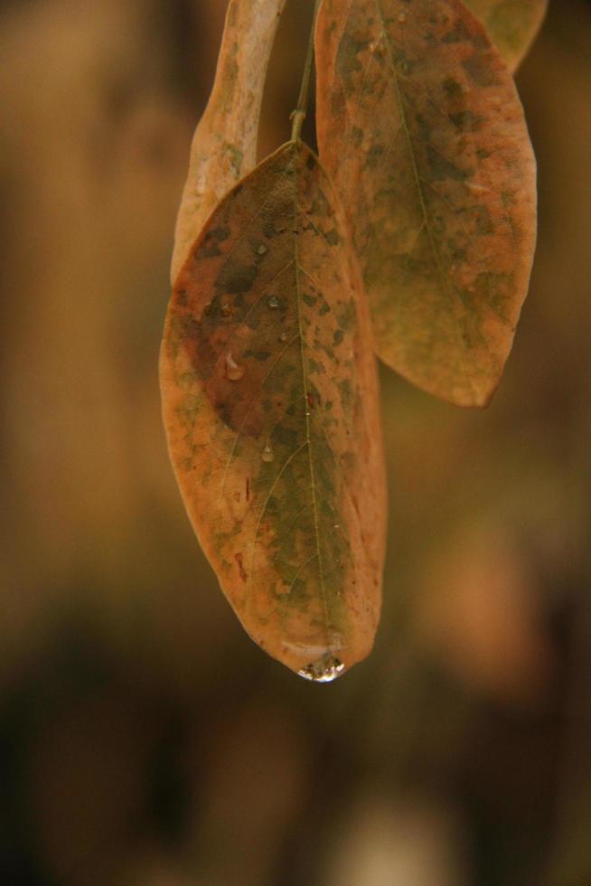 natte bladeren op een regenachtige dag foto