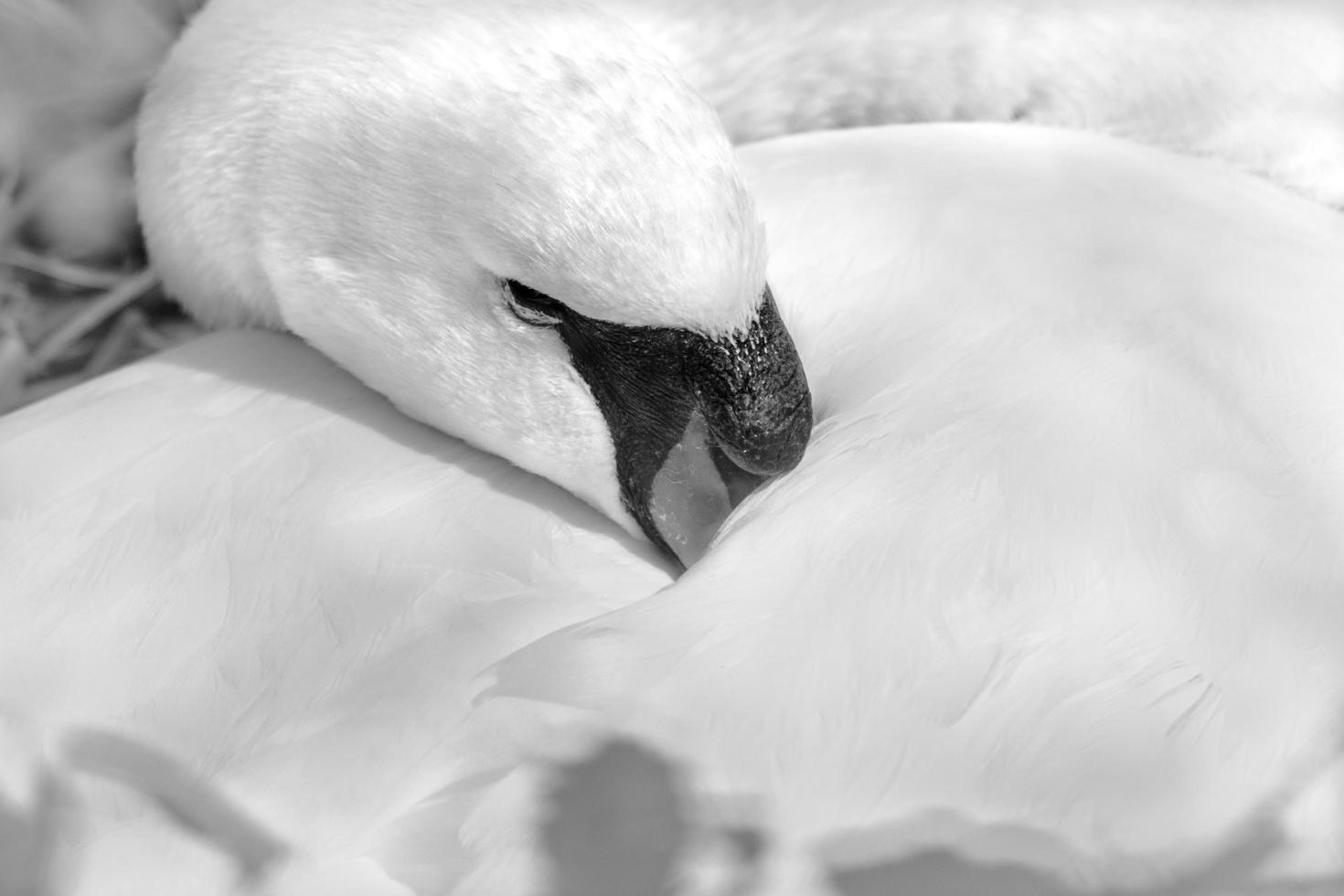 zwart-witte zwaan in nest foto