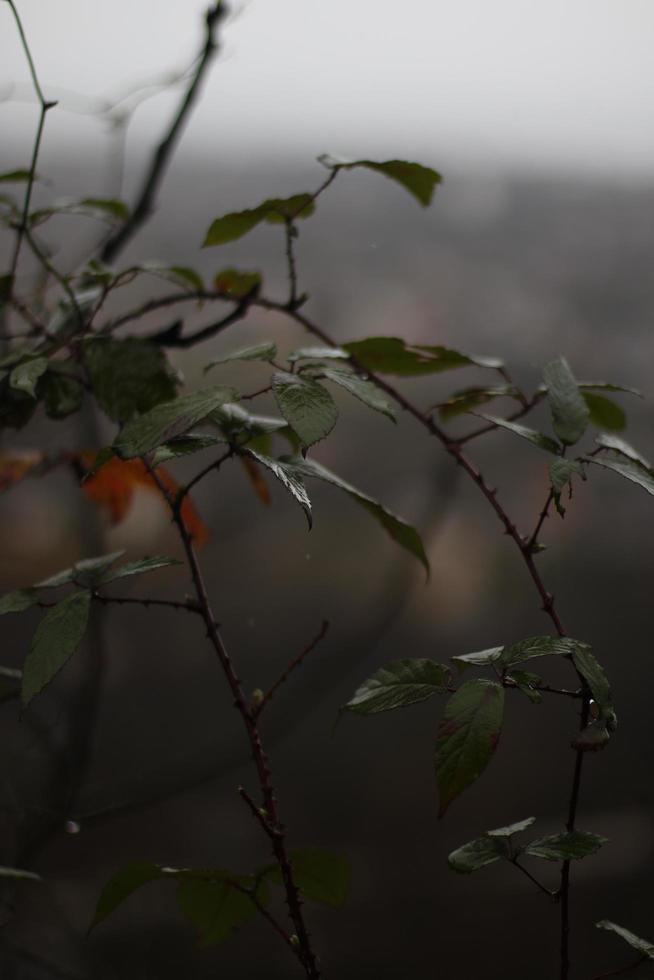 close-up van bladeren op een bewolkte dag foto