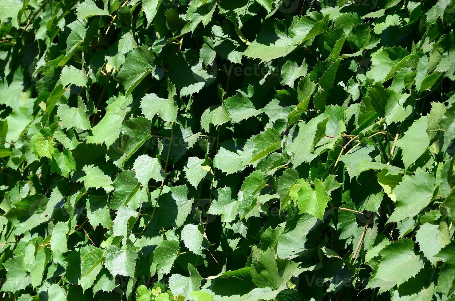 structuur van een muur overwoekerd met klimop van groen bladeren in een wijngaard foto