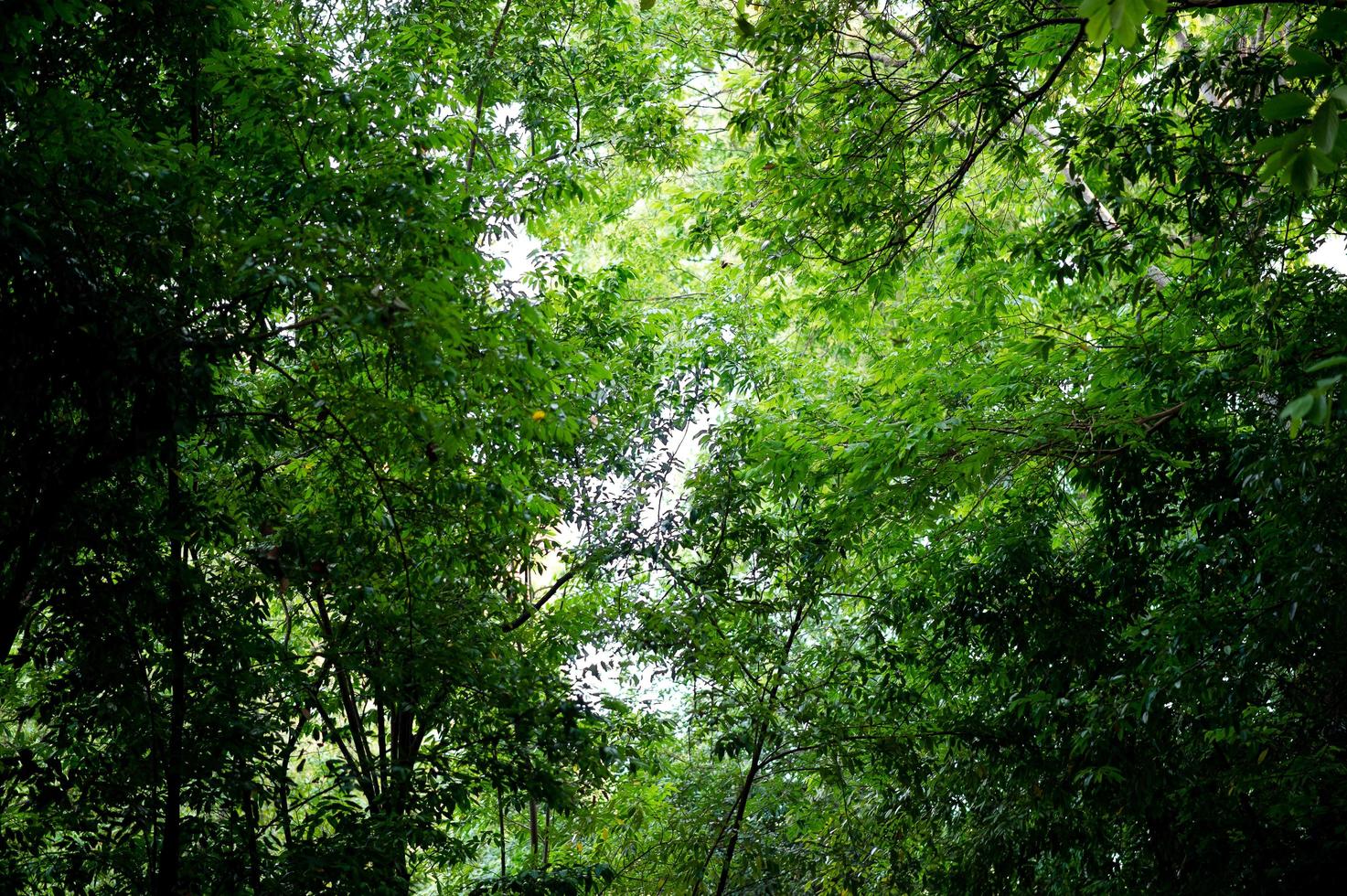 vruchtbare groene bladeren en bomen er schijnt een licht in het prachtige natuurlijke concept. foto