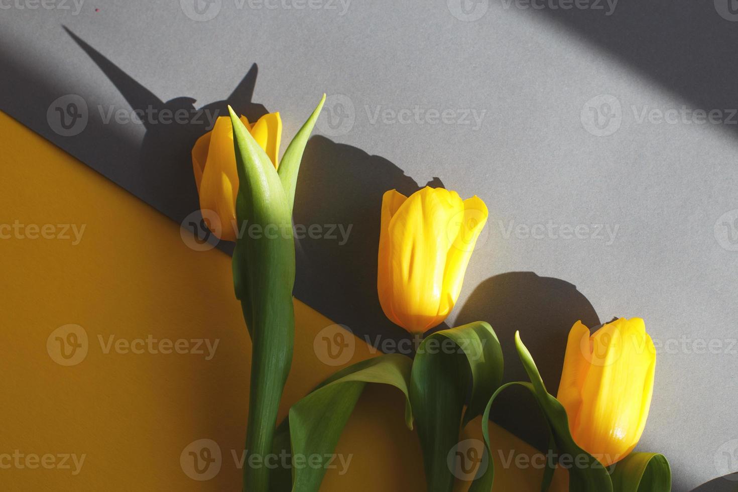 geel tulpen Aan een geel en grijs achtergrond in een moeilijk licht. visie van bovenstaande. foto