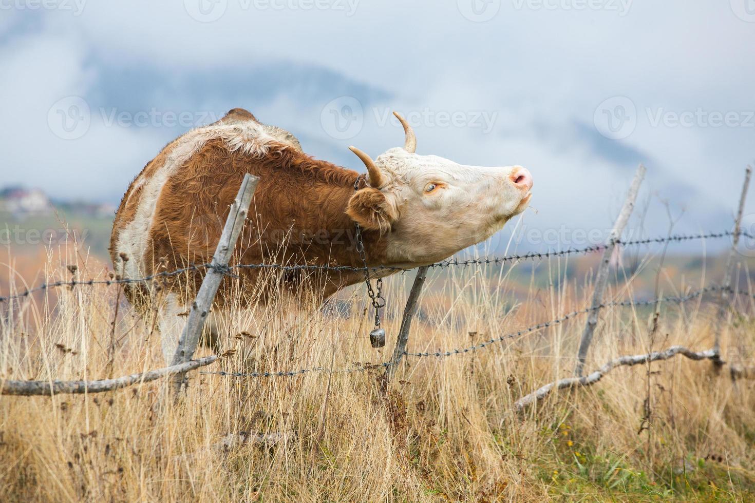 een mooi en gelukkig koe begrazing Aan een plateau in de Karpaten bergen in Roemenië. koe buitenshuis Aan de vlak. foto