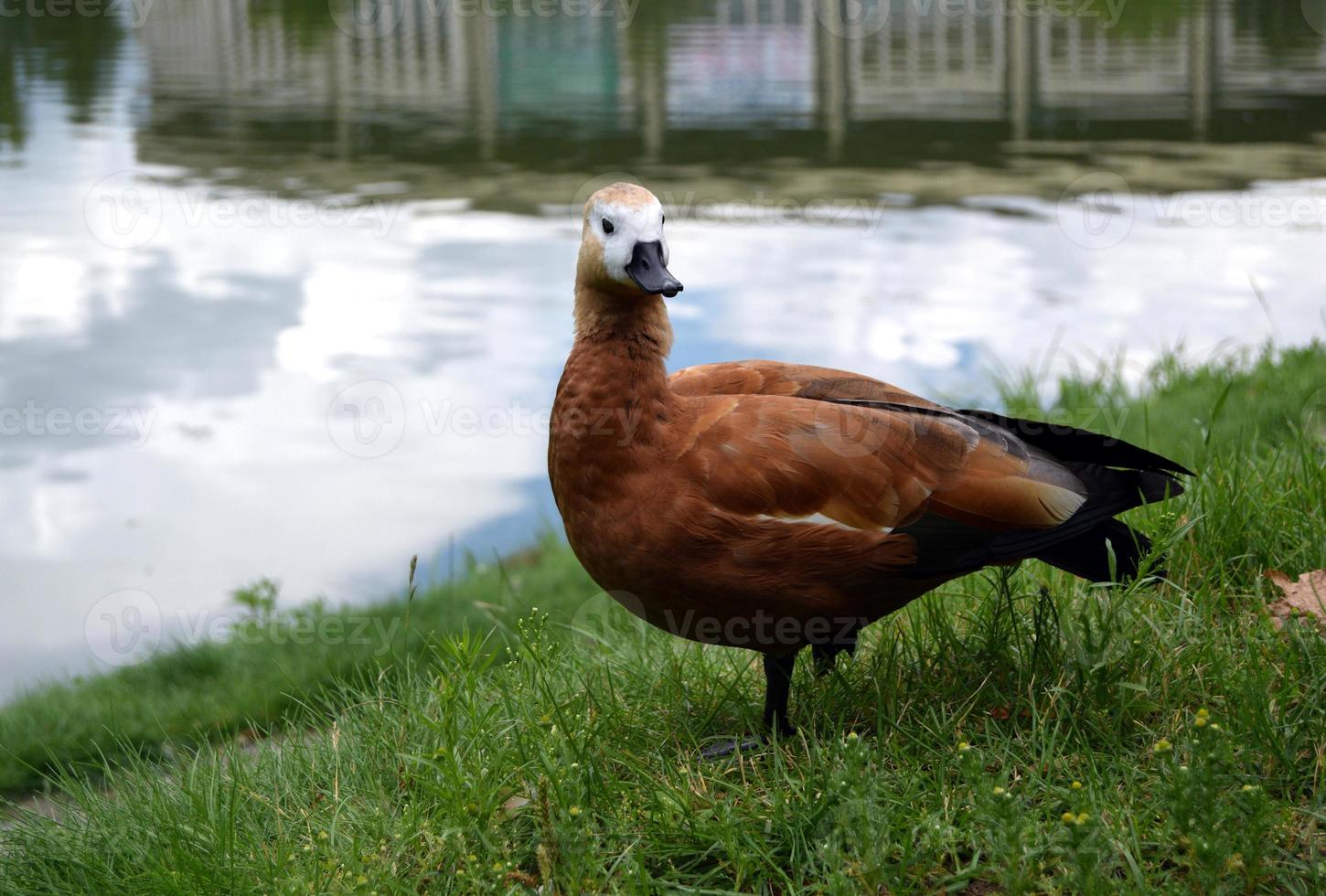 eend staand Aan een groen gras in de buurt meer foto