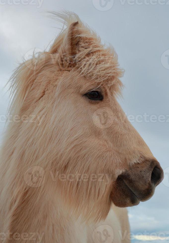 IJslands paard foto